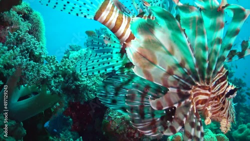 Common lionfish (Pterois volitans), photo