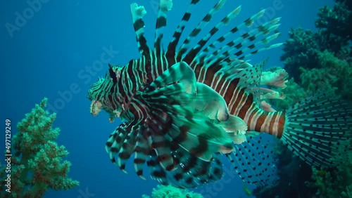 Common lionfish (Pterois volitans), photo