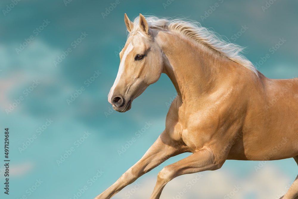 Obraz premium Akhal teke horse close up portrait free run