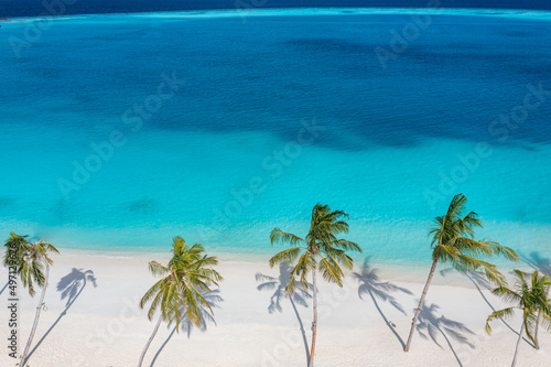 Beach palm trees on the sunny sandy beach and turquoise ocean from above. Amazing summer nature landscape. Stunning sunny beach scenery  relaxing peaceful and inspirational beach vacation template