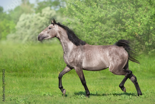 Horse trotting free © kwadrat70