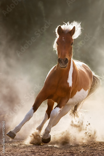 Fototapeta Naklejka Na Ścianę i Meble -  horse and foal