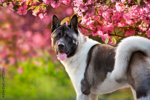 Canvas Print American akita dog in blossoming pink tree