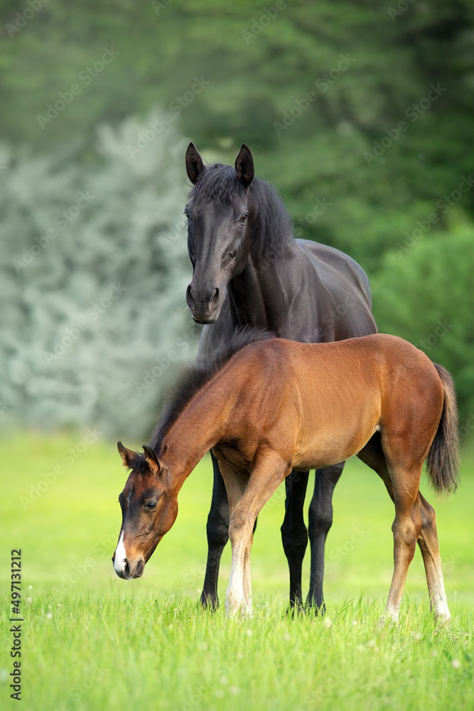 horse and foal