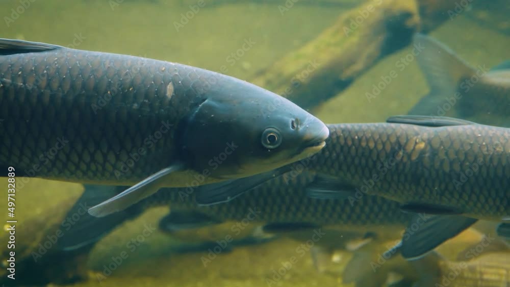 Grass carp (Ctenopharyngodon idella) moving slowly underwater Grass carp (Ctenopharyngodon idella) moving slowly underwater