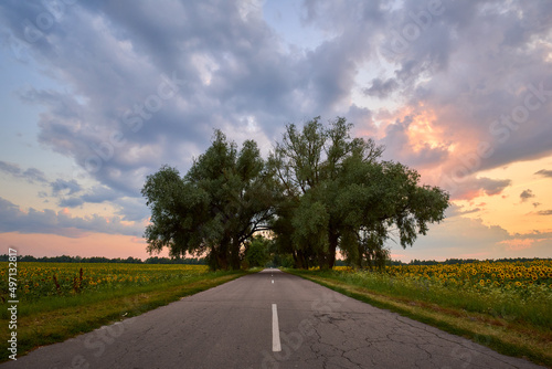 asphalt road in the countryside in Ukraine