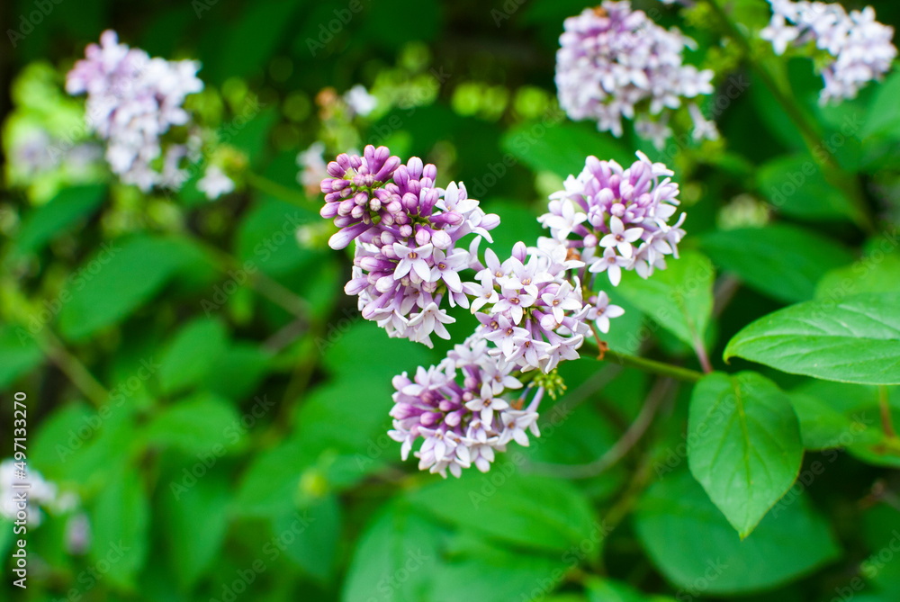 flowers of delicate lilac in spring on a background of green leaves flowers of delicate lilac in spring on a background of green leaves