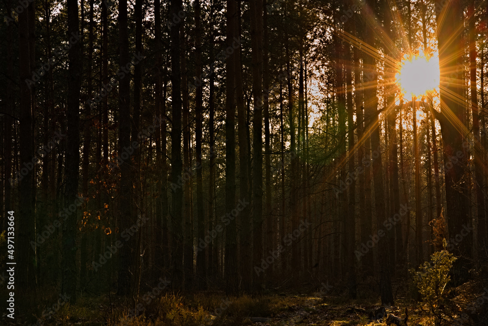 Zachód słońca w lesie sosnowym w podmiejskich okolicach . - obrazy, fototapety, plakaty 