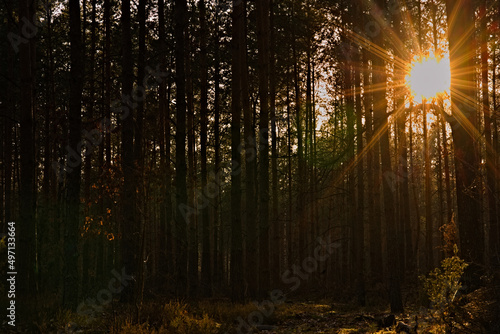 Zachód słońca w lesie sosnowym w podmiejskich okolicach .