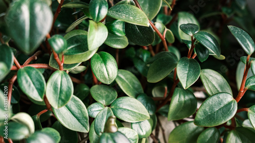 Thick leaves of succulent African plant of Portulacaria Afra or Spekboom Elephant Bush photo