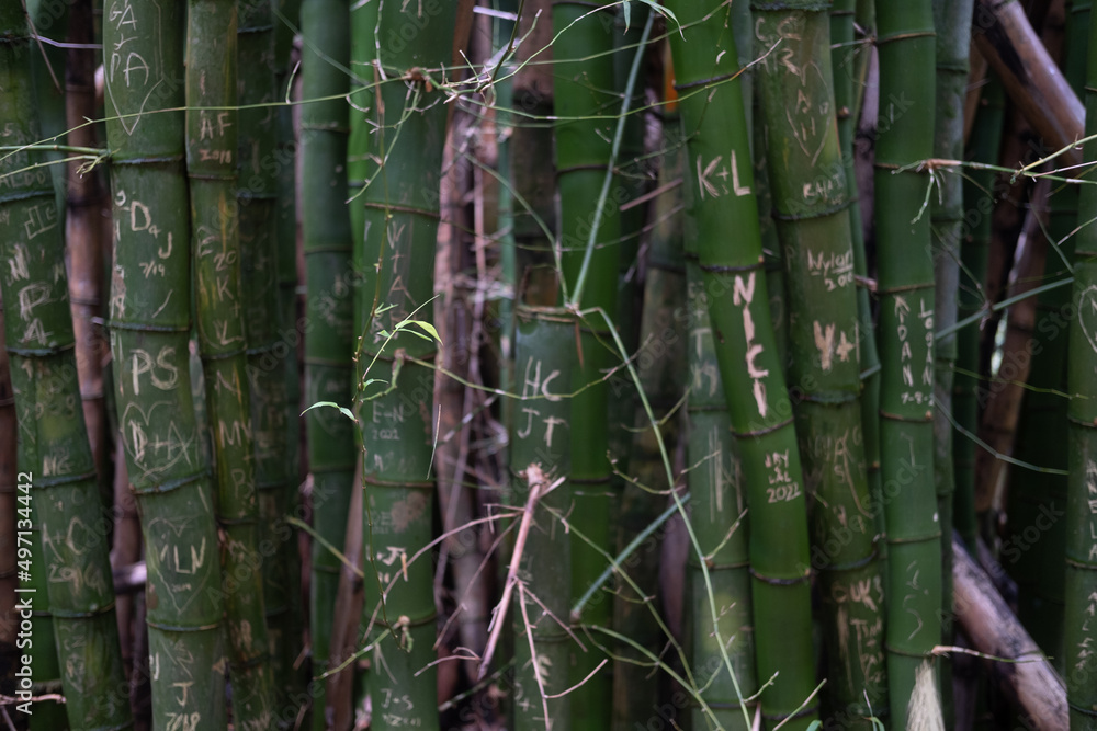 Obraz premium Bamboo plants with carvings
