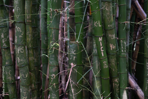 Bamboo plants with carvings