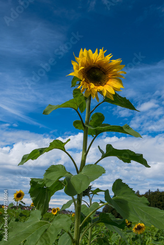 Sonnenblume 2 