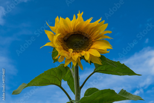 Sonnenblume