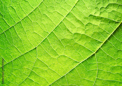 A macro surface of fresh tropical ligh green leaf pattern