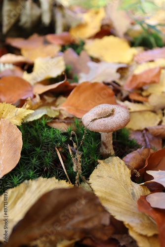 Mushroom in nature, Pilz mit Moos und Blättern, Herbstbild, fall aesthetic, autumn nature
