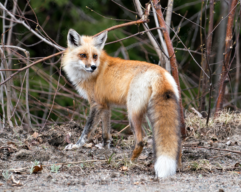 Fototapeta premium Red Fox Photo Stock. Fox Image. Close-up profile side view looking at camera with a blur forest background in its environment and habitat. Picture. Portrait.