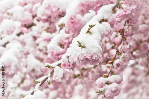 A branch of a japanese flowering cherry tree with light pastel pink blossoms with white snow