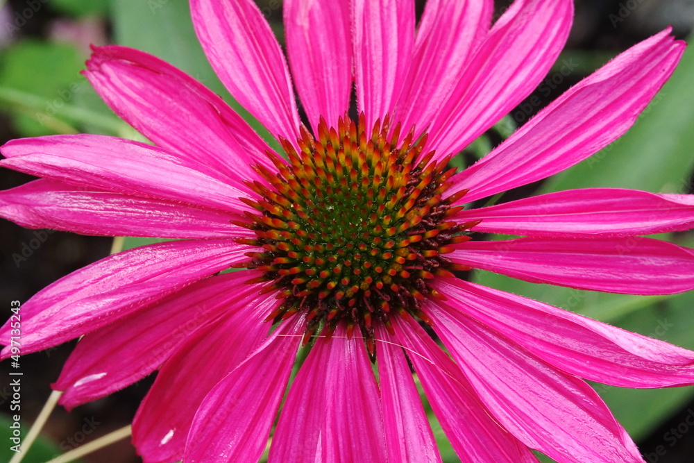 Echinacea Echinacea