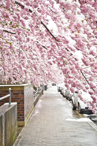 a sidewalk under branches of japanese flowering cherry trees with light pastel pink blossoms with white snow