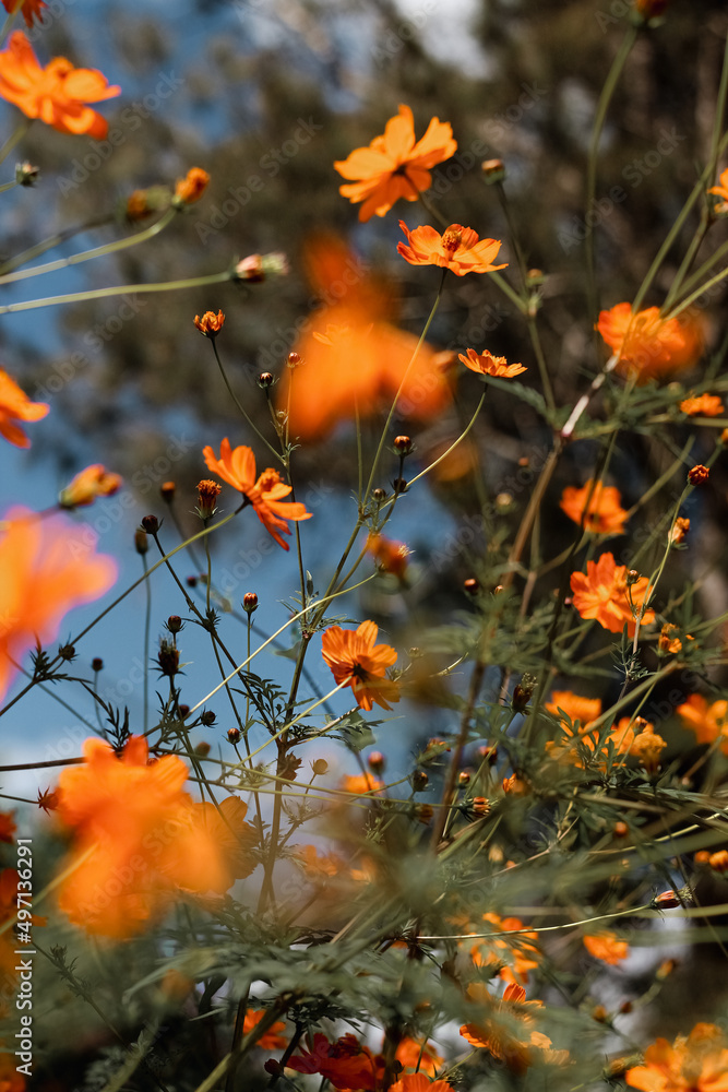Flores desfocadas Flores desfocadas