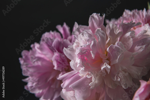 beautiful pink peonies on a black background