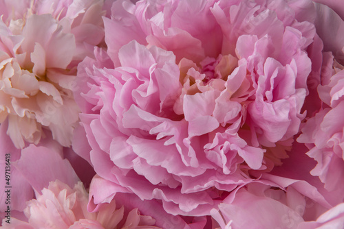 Fototapeta Naklejka Na Ścianę i Meble -  beautiful pink peony flower background