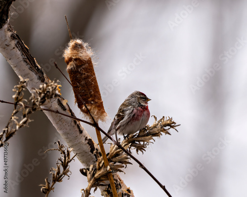 Red poll Photo and Image. Close-up profile view, perched on a foliage and cattail with blur background in its environment and habitat surrounding. photo