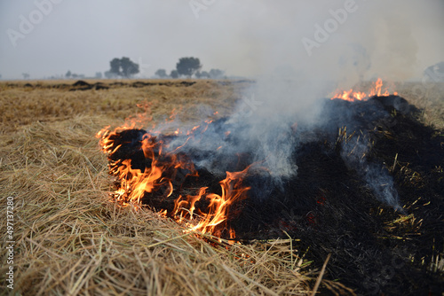 A wide-angle shot of stubble burning after harvest and against the background of the setting sun  smoke is rising from the burnt fields. This activity of farmers is causing air pollution in South Asia