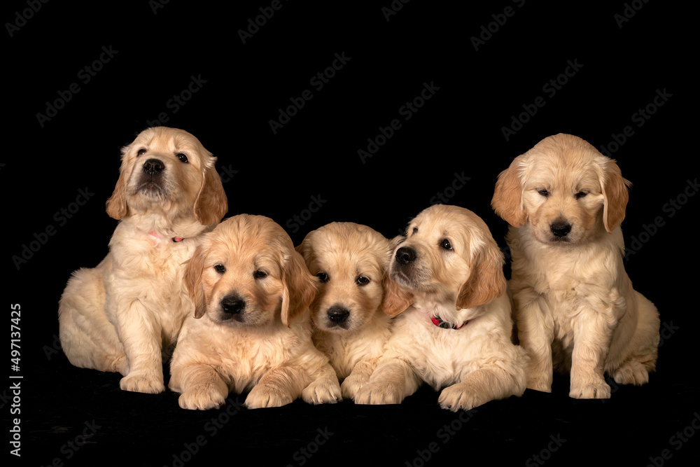play, playful, look, dogs, lovely, tiny, adorable, sweet, cute, friendship, mammal, many, funny, doggy, pedigree, baby, ears, labradors, puppies, face, eyes, studio, gold, lab, yellow, seated, golden