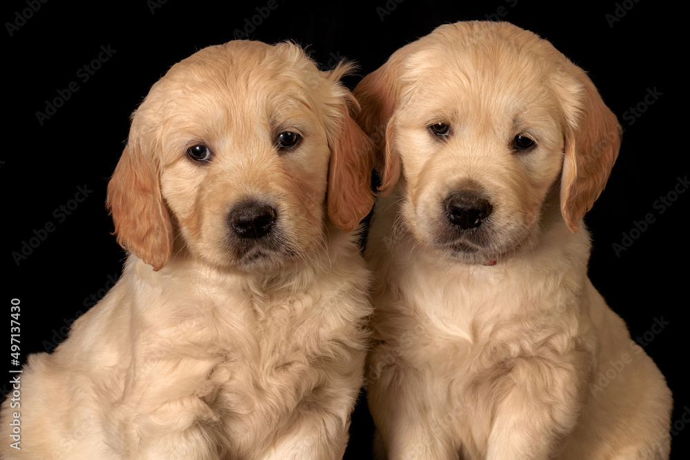 play, playful, look, dogs, lovely, tiny, adorable, sweet, cute, friendship, mammal, many, funny, doggy, pedigree, baby, ears, labradors, puppies, face, eyes, studio, gold, lab, yellow, seated, golden