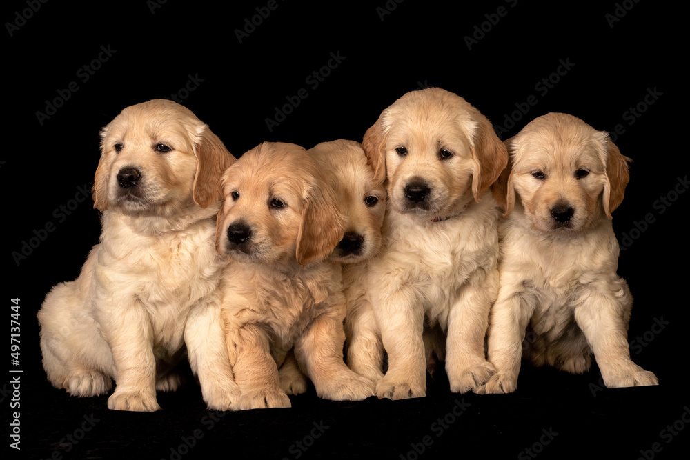 play, playful, look, dogs, lovely, tiny, adorable, sweet, cute, friendship, mammal, many, funny, doggy, pedigree, baby, ears, labradors, puppies, face, eyes, studio, gold, lab, yellow, seated, golden