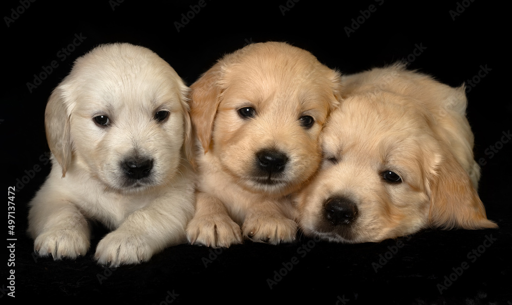 play, playful, look, dogs, lovely, tiny, adorable, sweet, cute, friendship, mammal, many, funny, doggy, pedigree, baby, ears, labradors, puppies, face, eyes, studio, gold, lab, yellow, seated, golden