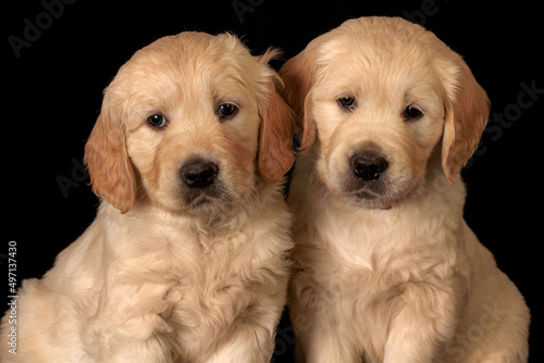 Obraz na płótnie play, playful, look, dogs, lovely, tiny, adorable, sweet, cute, friendship, mammal, many, funny, doggy, pedigree, baby, ears, labradors, puppies, face, eyes, studio, gold, lab, yellow, seated, golden w salonie