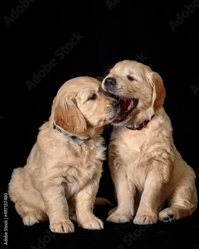 play, playful, look, dogs, lovely, tiny, adorable, sweet, cute, friendship, mammal, many, funny, doggy, pedigree, baby, ears, labradors, puppies, face, eyes, studio, gold, lab, yellow, seated, golden  © aurency