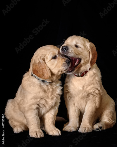 Obraz na płótnie play, playful, look, dogs, lovely, tiny, adorable, sweet, cute, friendship, mammal, many, funny, doggy, pedigree, baby, ears, labradors, puppies, face, eyes, studio, gold, lab, yellow, seated, golden w salonie