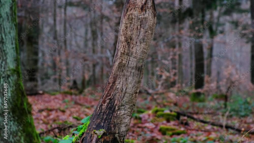 Wooden scary witch sculpture in the autumn woods. Wooden scary witch sculpture in the autumn woods.