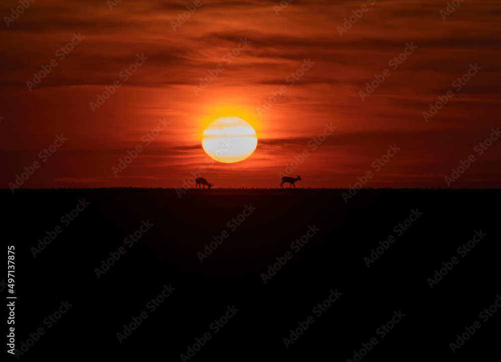 Beautiful spring sunset with roe deer silhouette Beautiful spring sunset with roe deer silhouette