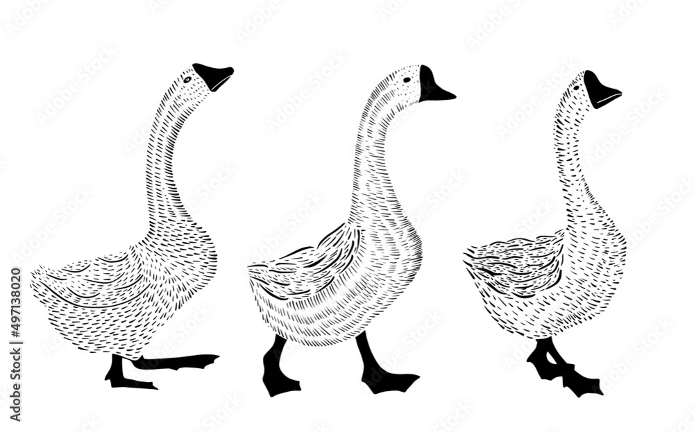 Fototapeta premium Geese in the graphics line bitmap with a stroke.Vector graphics