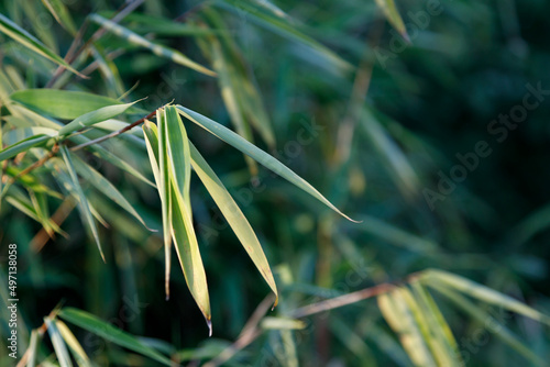 Close up of golden bamboo leaves, Phyllostachys aurea photo