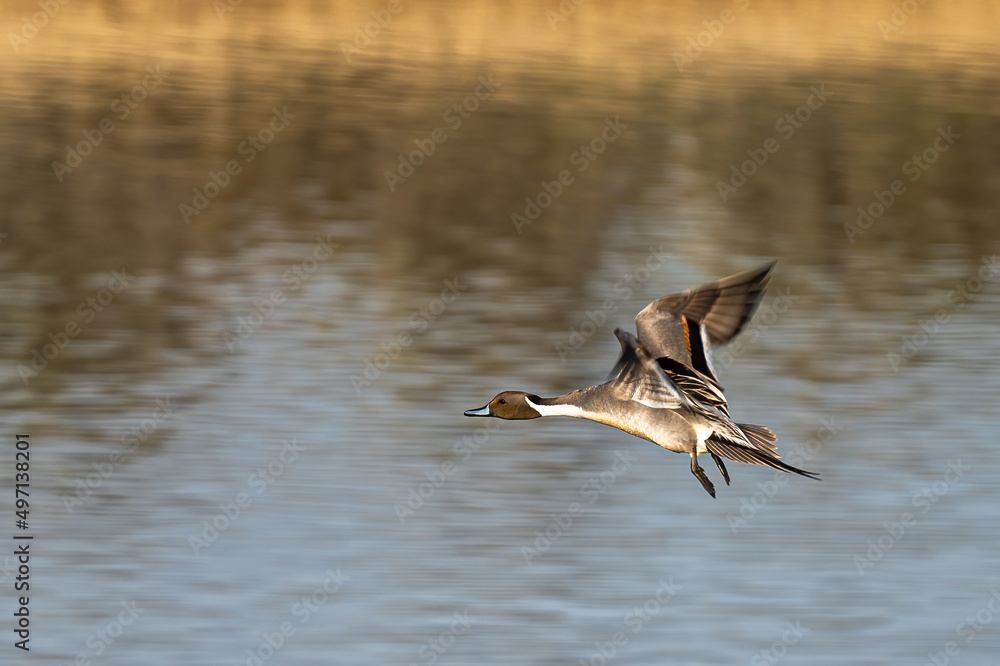 Fototapeta premium Male Northern Pintail (Anas acuta) in Flight