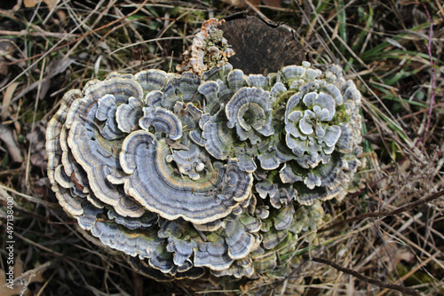 Turkey tail mushrooms on top of a tree stump at Miami Woods in Morton Grove, Illinois