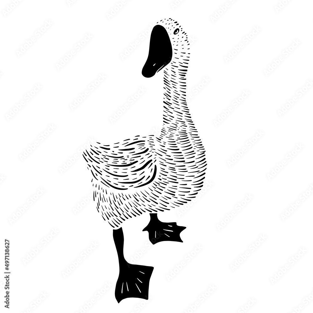 Geese in the graphics line bitmap with a stroke.Vector graphics Stock ...