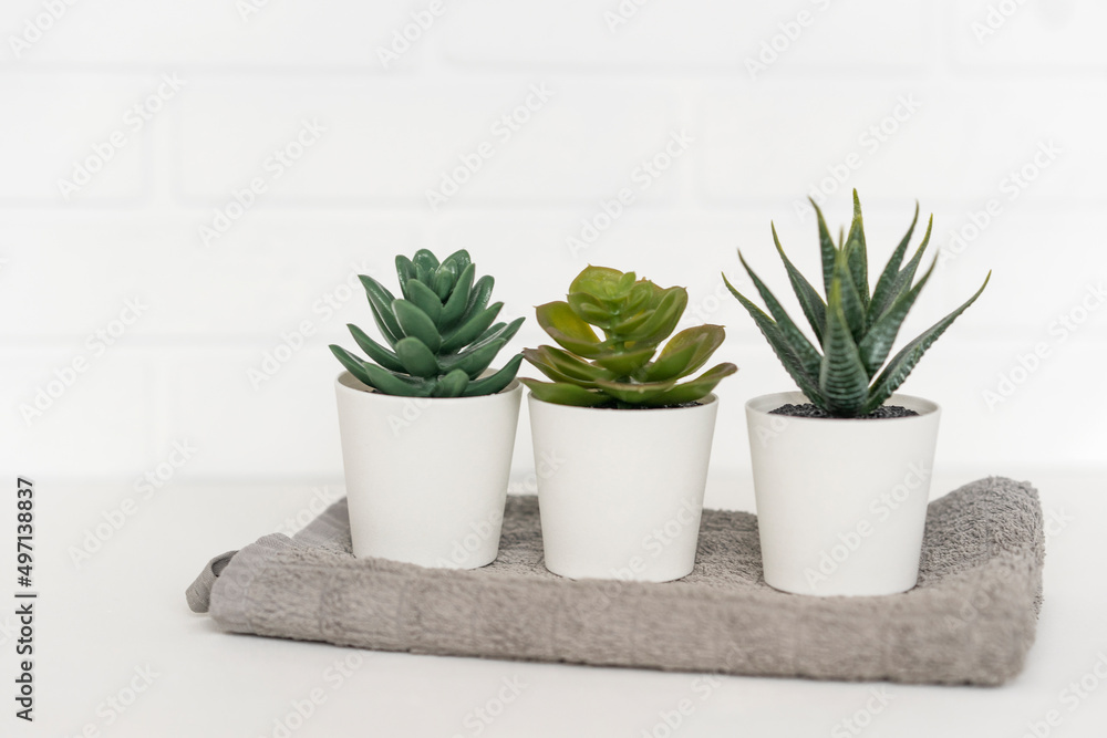 Succulents in white pots Succulents in white pots