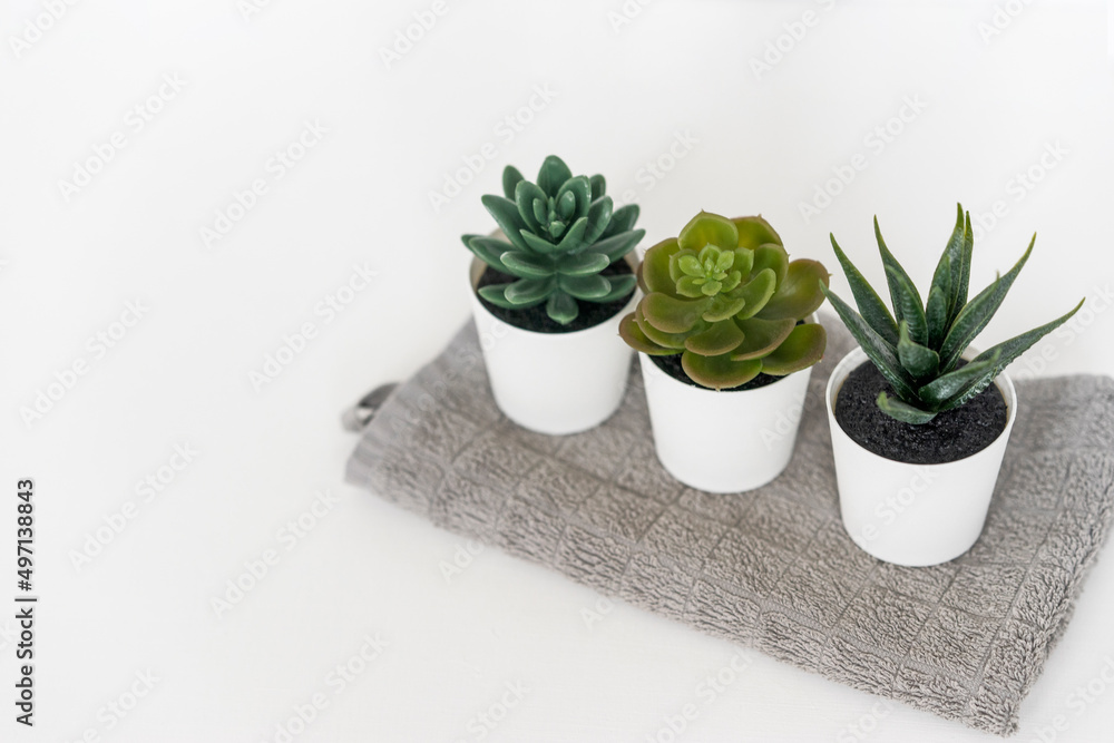 Three potted succulents standing on the table on a white background Three potted succulents standing on the table on a white background