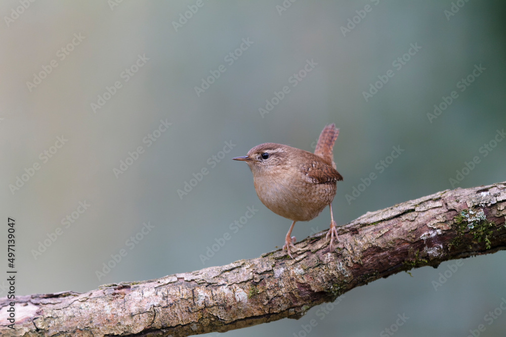 Fototapeta premium Wren Troglodytes troglodytes perching on a branch
