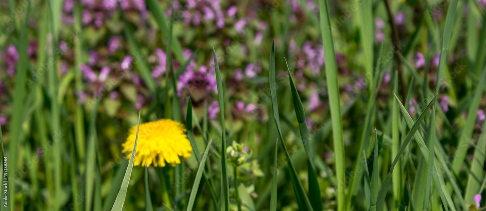 yellow dandelion flower closeup. green grass on the meadow. beautiful nature background in spring