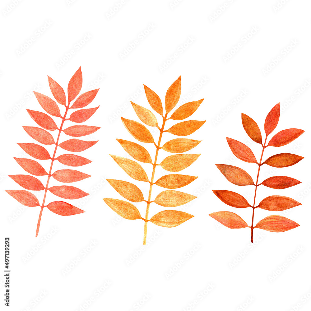 watercolor illustration of a set of orange branches with leaves on a white background hand drawn
