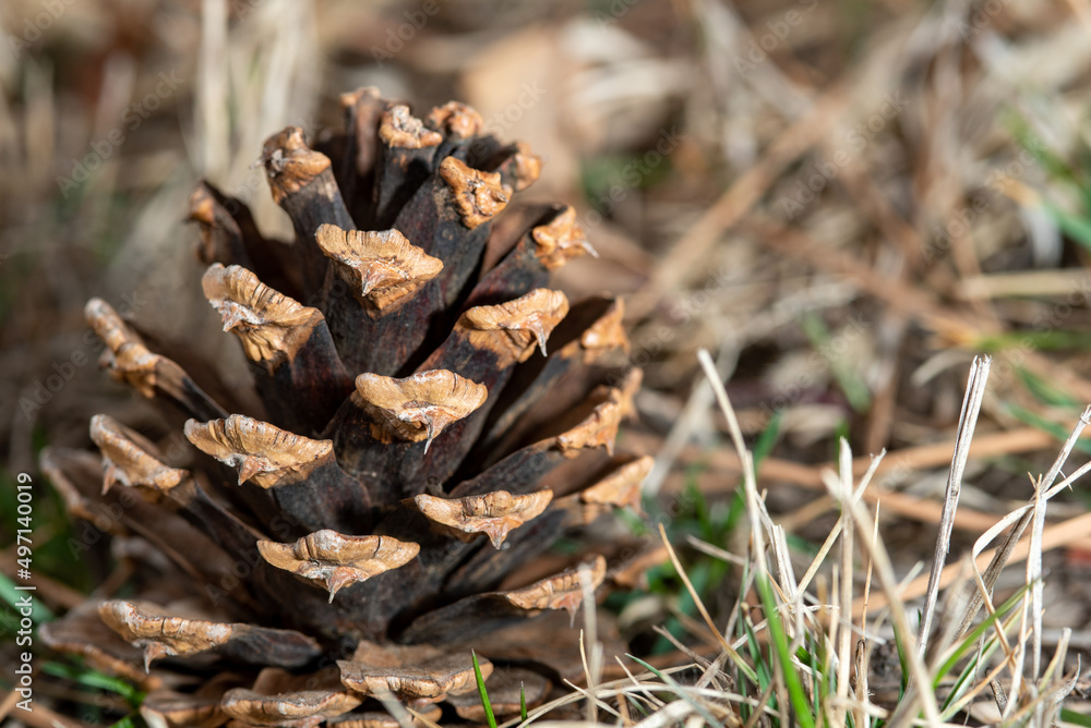 close up of a pine cone close up of a pine cone
