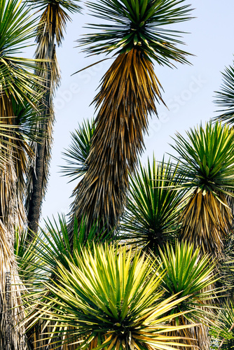 Group of Dragon Trees. Dracaena draco is endemic to the Canary Islands  Madeira and Cape Verde  only a few of these trees can be found growing naturally. 